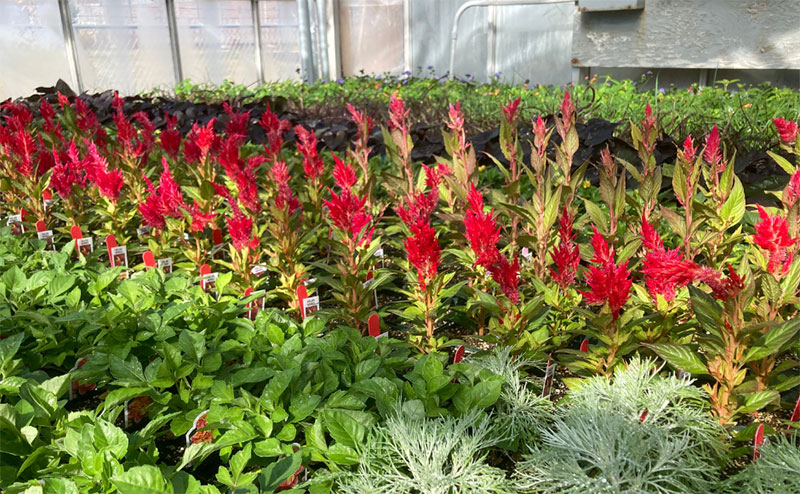 Rows of plants in a greenhouse