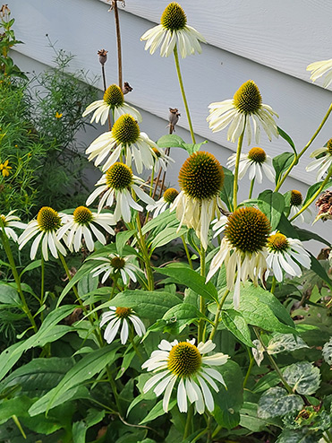 chamomile flowers in garden