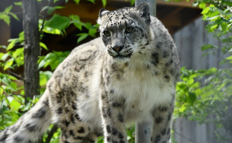 A leopard