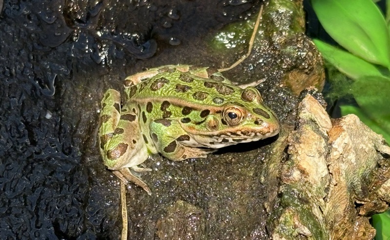 A northern leopard frog
