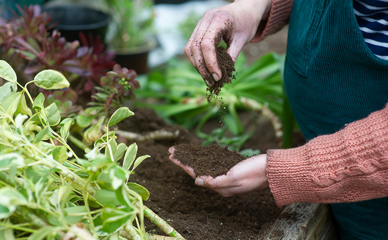 person planting in soil