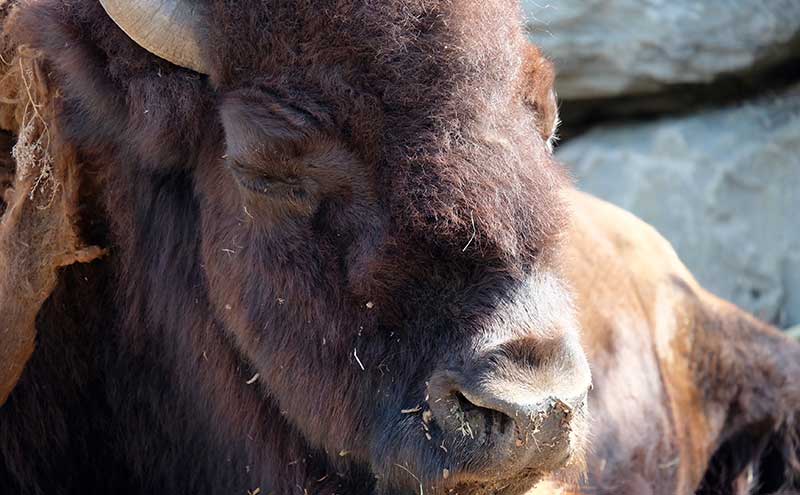Bison