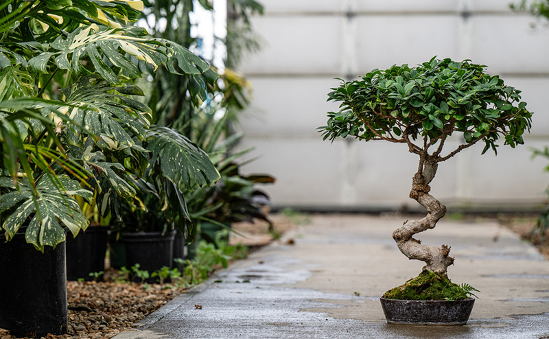 Bonsai tree on tabletop