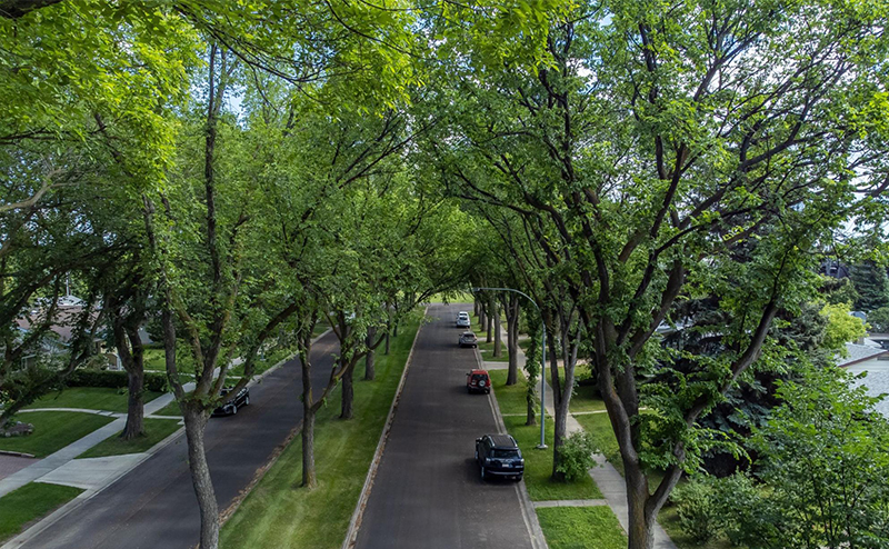 Boulevard Trees (maintained)