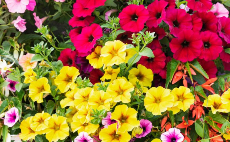 Flowers in various colours