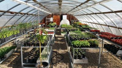 plants in greenhouse nursery