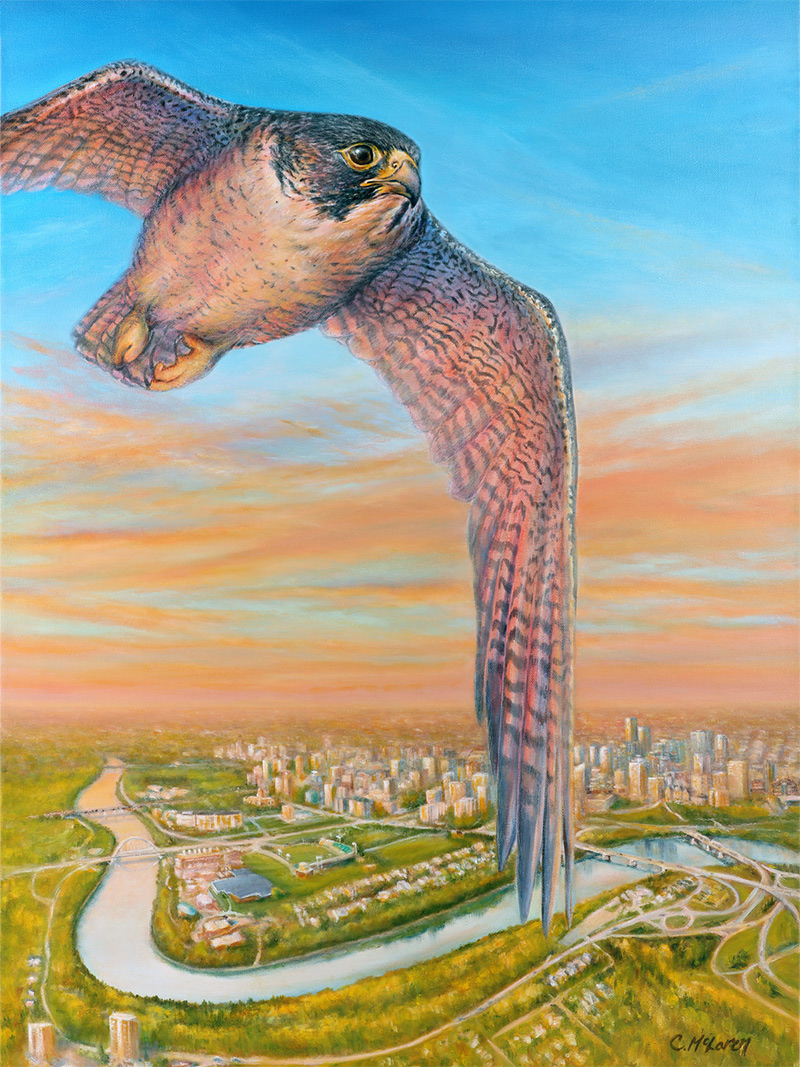 peregrine falcon