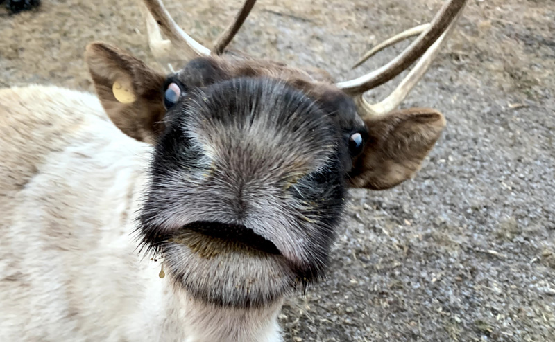 A caribou with its snout up close to the viewer
