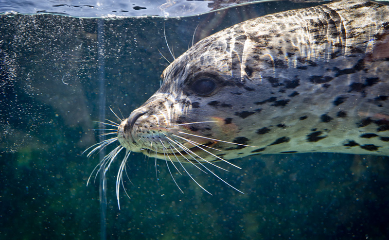 A harbour seal under water.