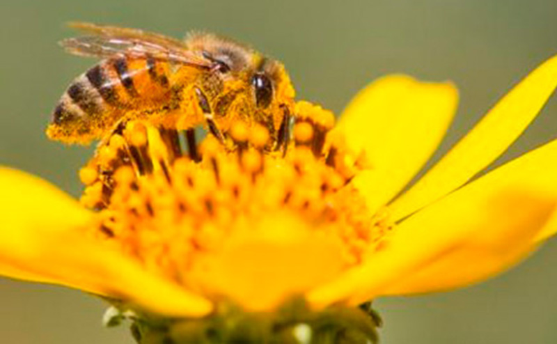 Image of honey bee on flower