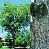Elm Tree Identification