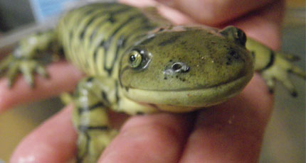 Salamander at the Nature Centre