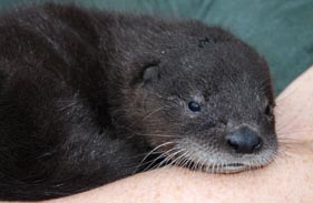 Edmonton Valley Zoo: Otter