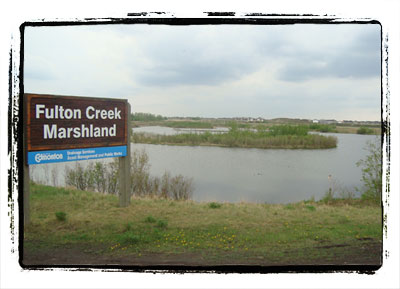 Fulton Marsh Constructed Wetland