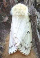 gypsy moth