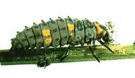 ladybird beetle (ladybug) larva