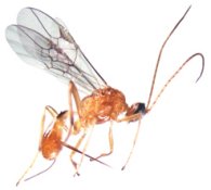 parasitic wasp