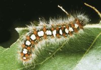 satin moth caterpillar