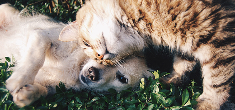 Dog and cat