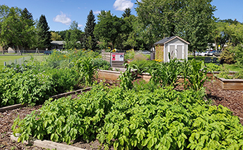 Thumbnail of a Community Garden project.