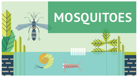 Mosquitos Control Program