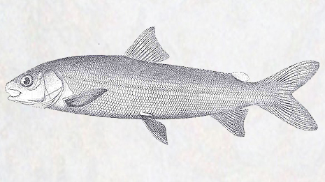 Mountain Whitefish Photo