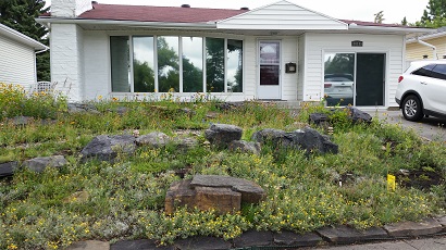 Front Yards in Bloom Natural yard example