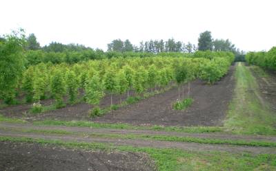 Old Man Creek Nursery