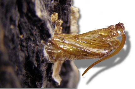 ash borer pupal skin