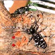 Asian Longhorned Beetle