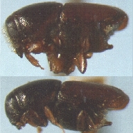 European elm bark beetles