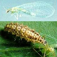 Green Lacewing