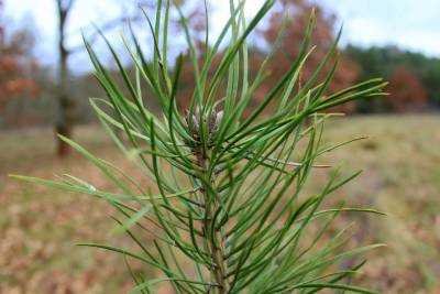 Pine tree seedling