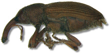 red elm bark weevil adult