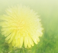 dandelion in turf