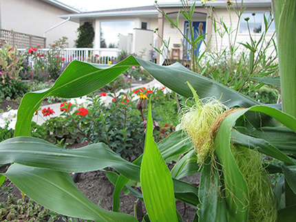 Urban Agriculture Permit image