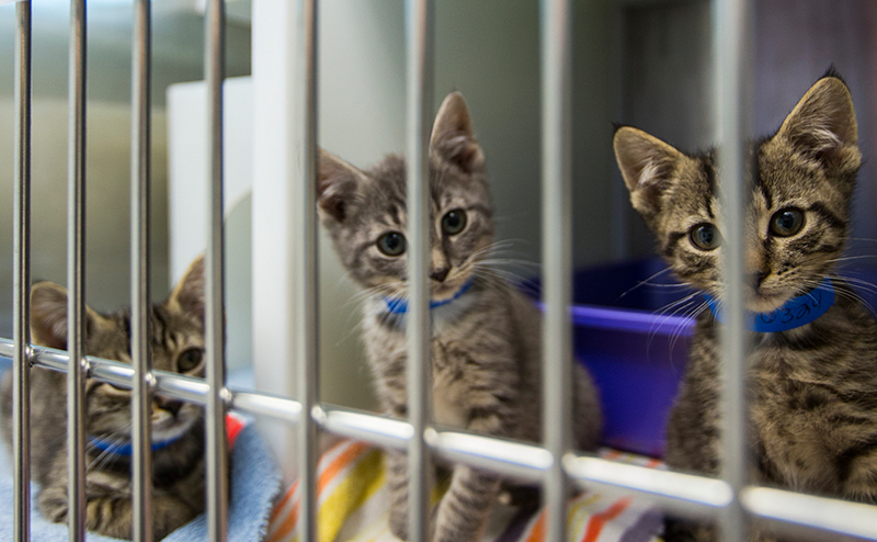 Cat Admissions at the ACCC