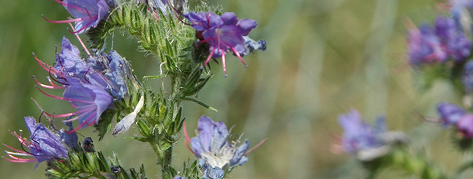 Blueweed plant
