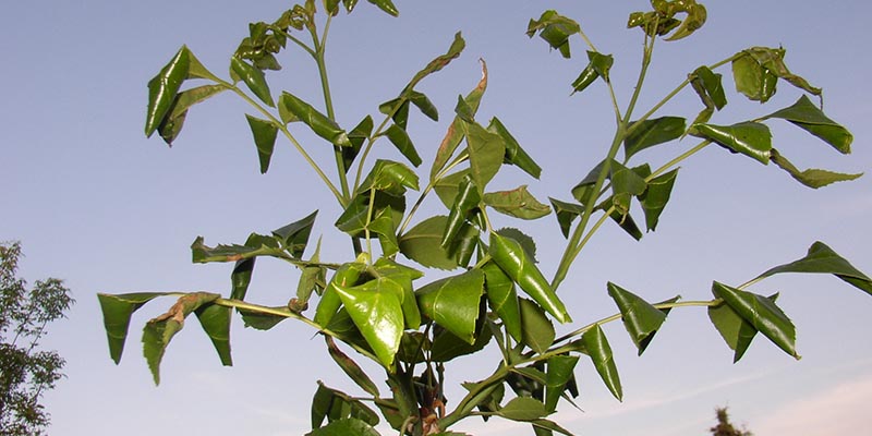 Ash Leaf Cone Rollar is a caterpillar type of bug.