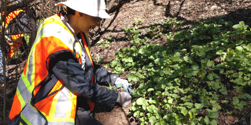 Removing regulated weeds by hand pulling