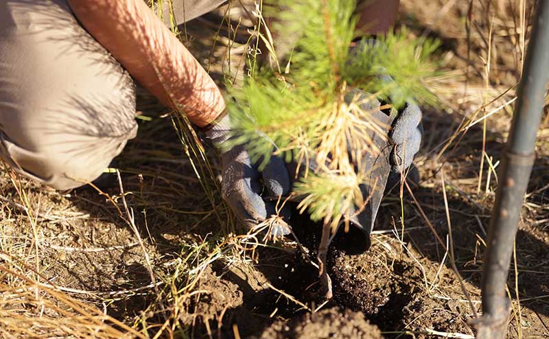 Volunteer digging a hole to plant a tree
