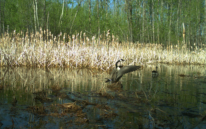 Canada Goose