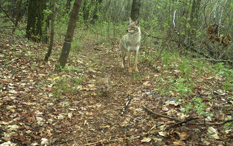 Coyote with pup