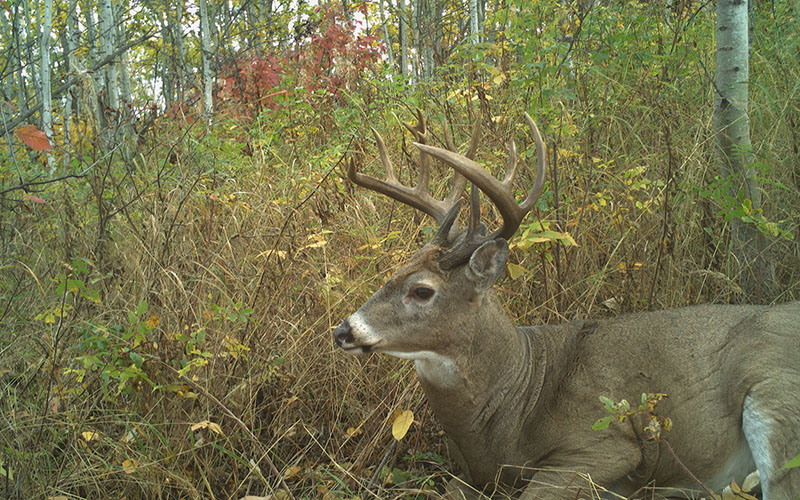 Deer resting in the forest