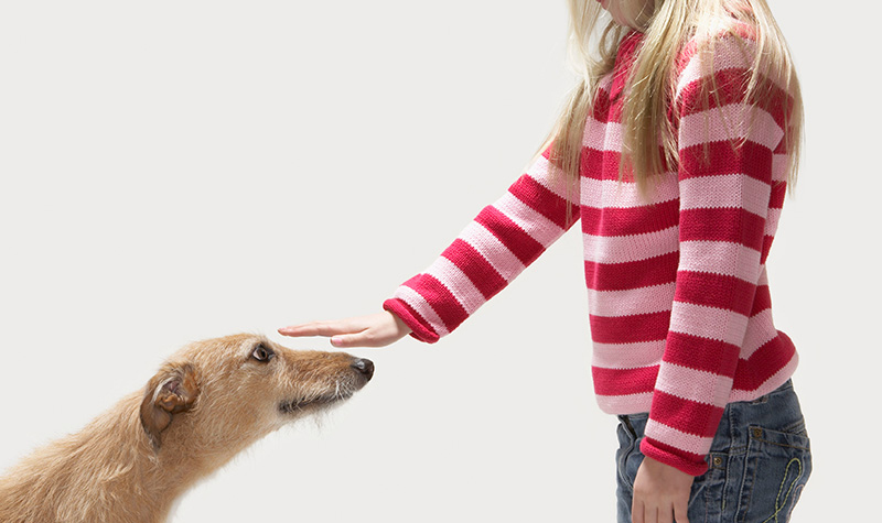 A dog with its ears held back, looking at a person with their arm outstretched toward the dog.