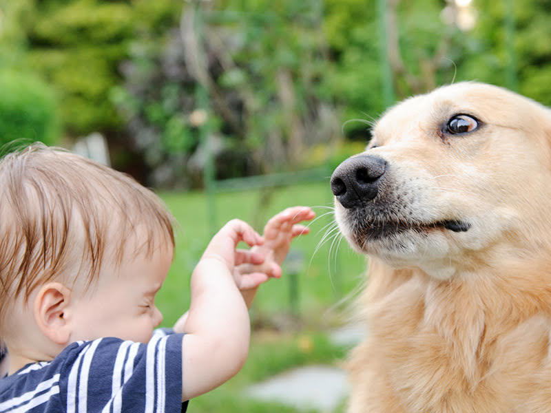 A child next to a dog with a whale eye expression