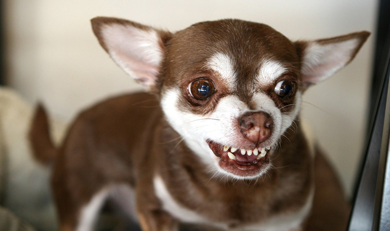 A small dog baring its teeth