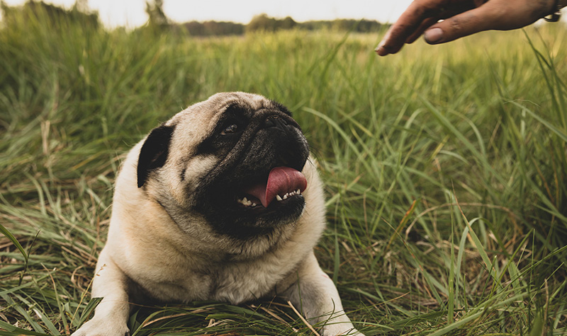 Panting dog