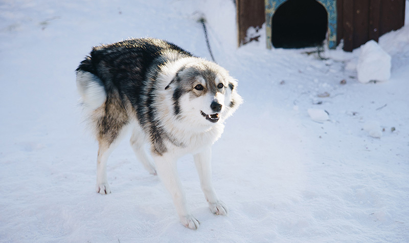 A dog with raised hackles