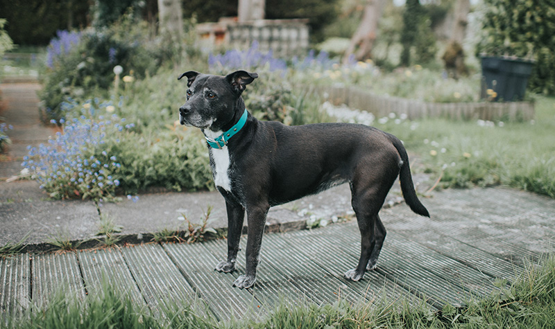 Dog with a stiff tail